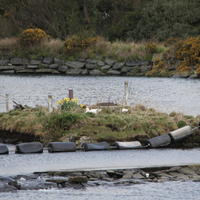 243-IMG_0526